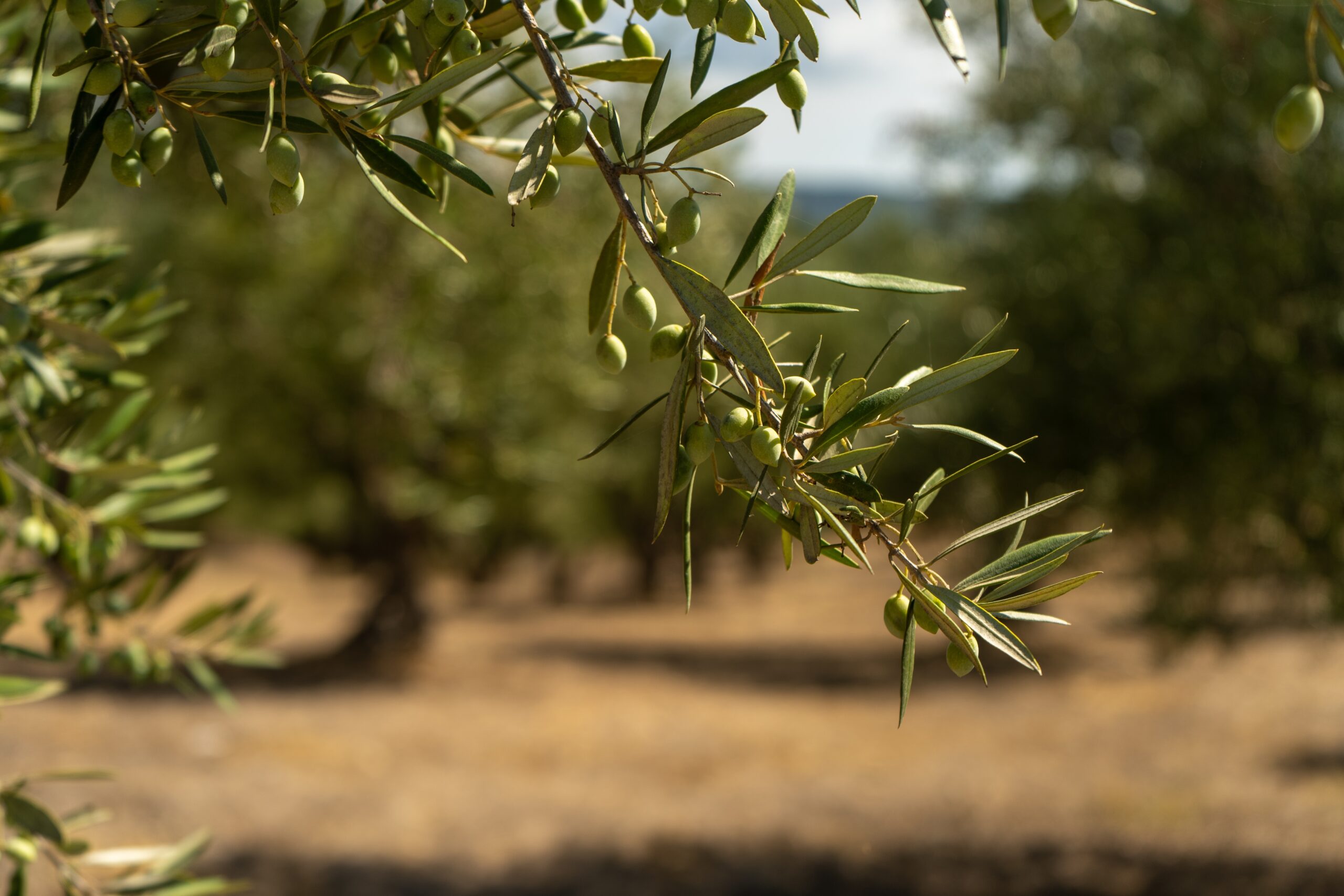 εχουμε-καρπό-στα-δέντρα-όμως-είναι-αφ-563285206